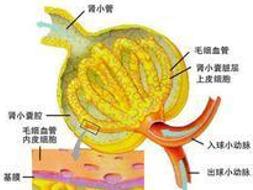 揭秘肾小球数量减少背后的原因与影响
