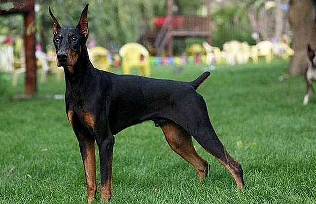 杜宾犬的断尾史，历史实践与现代观点探讨