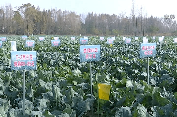 高效青菜种植技术与管理秘籍，提升产量与品质