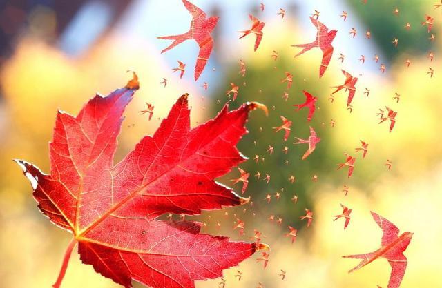 励志语录中的梦幻情愫，花痴情怀的绽放