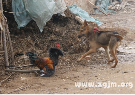 梦见手被狗咬的深层含义，解析梦境隐喻与警示信号