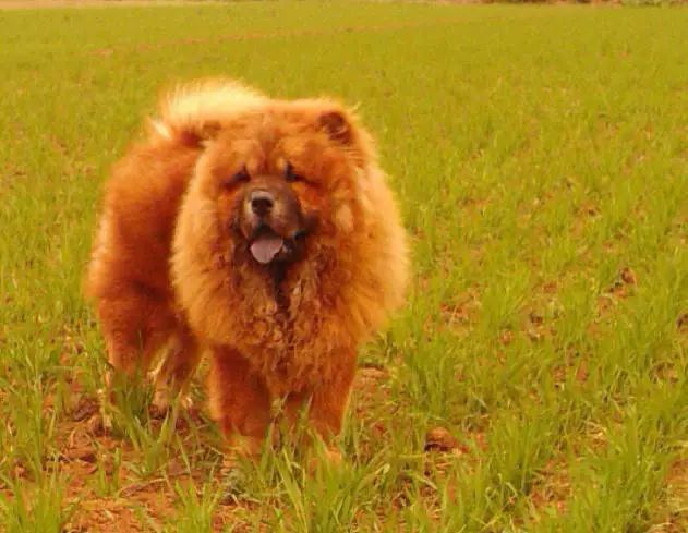 2024年最新狗价概览，全面解读犬类市场趋势