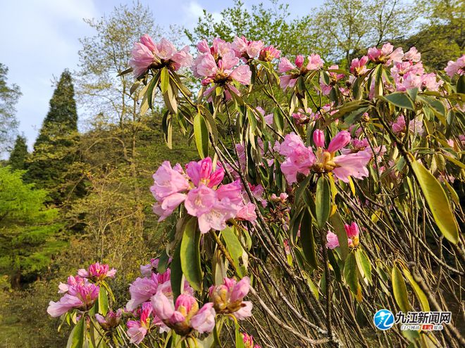 庐山杜鹃盛开惊艳亮相，新闻头条瞩目关注