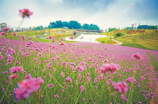 探索周边花卉秘境，百度带你领略美景风采