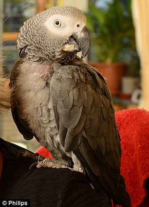 小鹦鹉的婉转鸣叫声，独特魅力与语言天赋揭秘