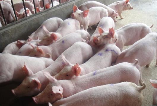 乐亭今日猪肉价格大揭秘！