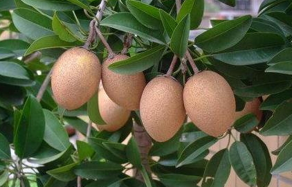 全国柚子排名TOP10，领略柚香四溢的果实盛宴