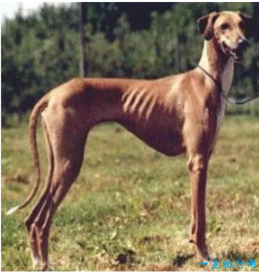 全球稀有犬种排行榜揭秘，独特魅力犬种盘点