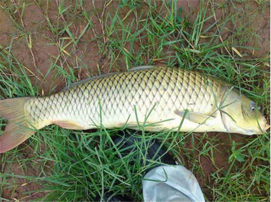 黑鲢最新市价行情揭秘，今日价格走势一网打尽