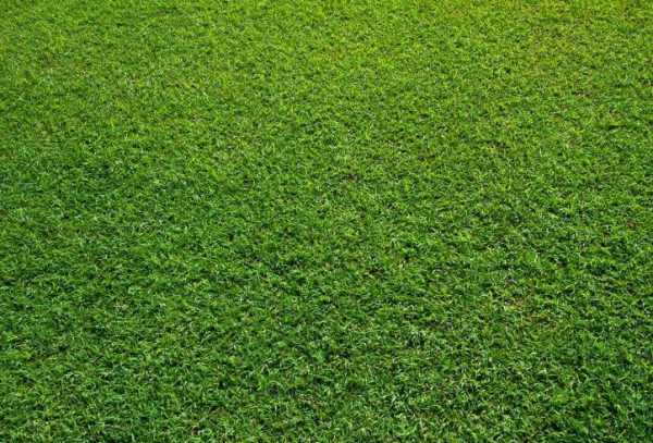 全球草地面积大揭秘，绿色宝藏的奥秘排名图！