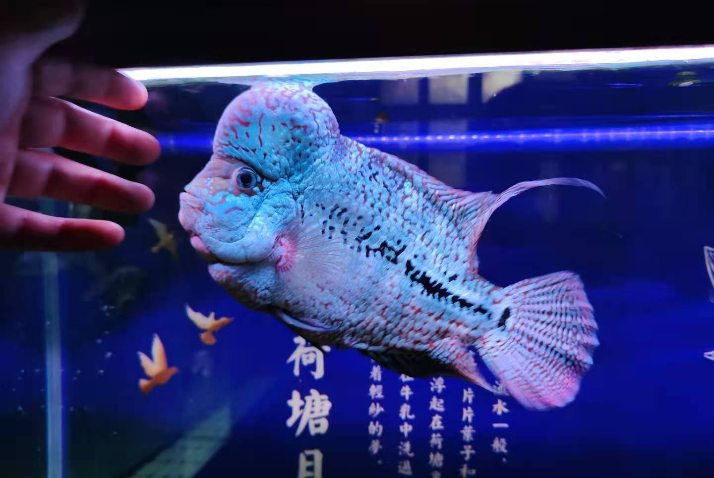 揭秘鱼类养殖品种排名前十榜单！