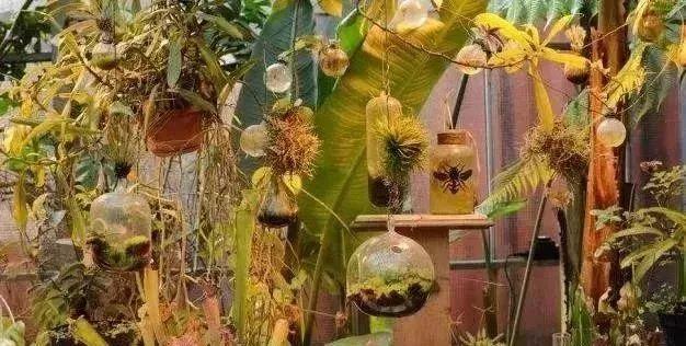 全球最甜蜜的植物排行榜揭晓！不容错过的甜蜜世界之旅